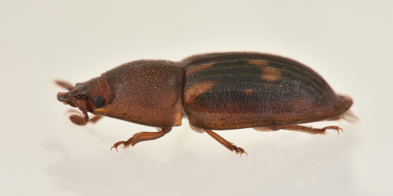 Nitidulidae: Amphotis marginata? S.